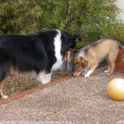 Photo de Chien de berger des shetland