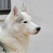 Photo de Husky siberien