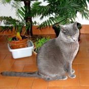 Photo de Chartreux