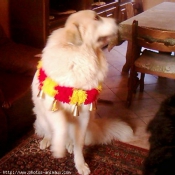 Photo de Chien de montagne des pyrnes