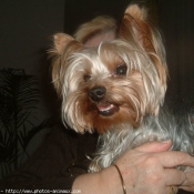 Photo de Yorkshire terrier