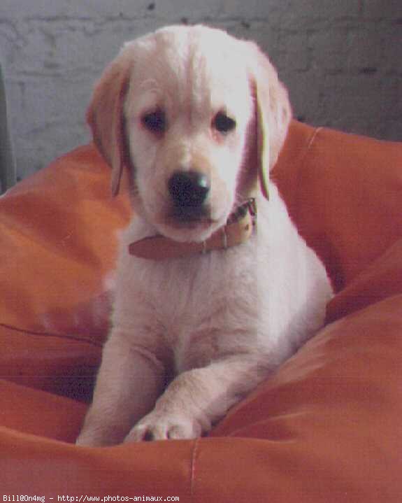 Photo de Labrador retriever