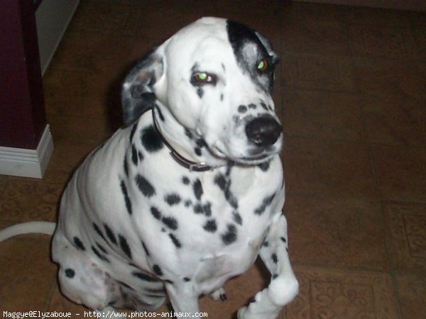 Photo de Dalmatien