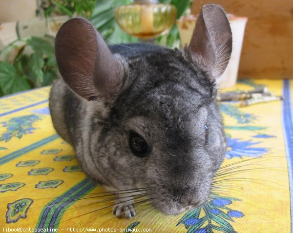 Photo de Chinchilla