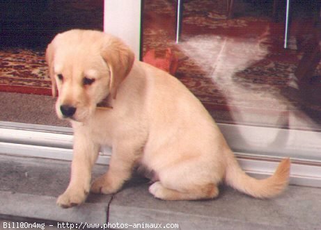 Photo de Labrador retriever