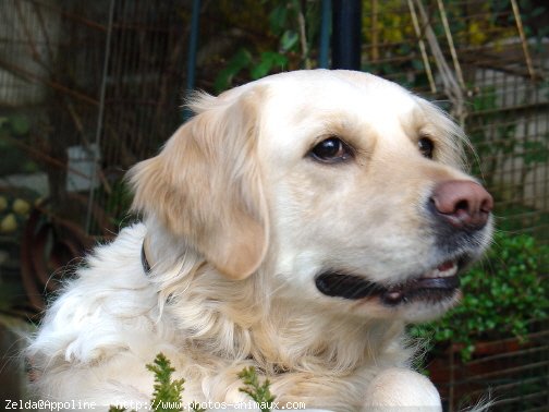 Photo de Golden retriever