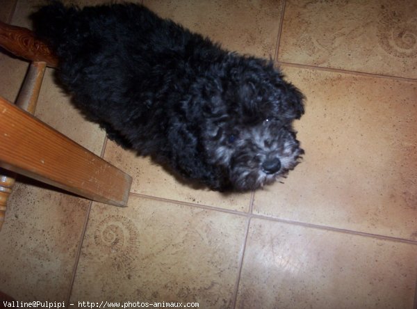 Photo de Caniche moyen