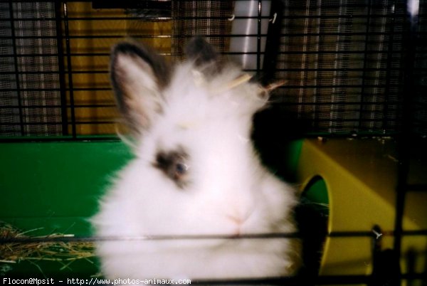 Photo de Lapin