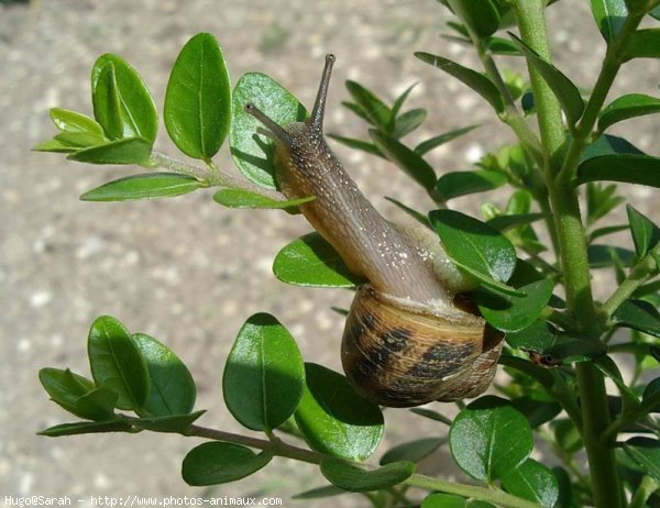 Photo d'Escargot