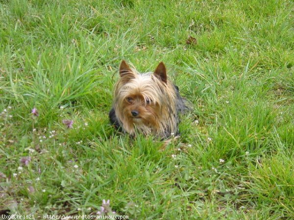 Photo de Yorkshire terrier