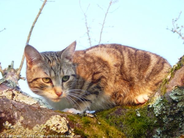 Photo de Chat domestique