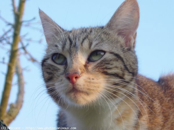 Photo de Chat domestique