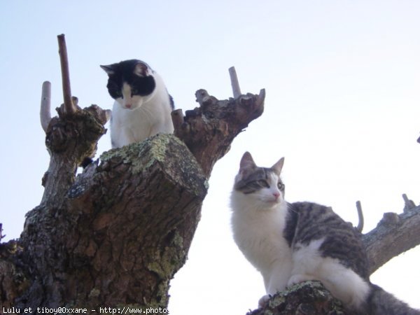 Photo de Chat domestique