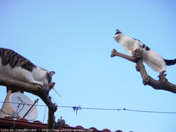 Photo de Chat domestique