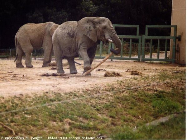 Photo d'Elphant d'afrique