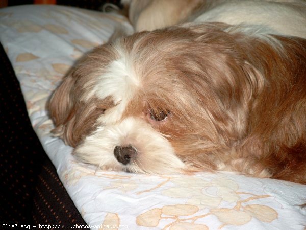 Photo de Lhassa apso