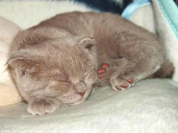 Photo de Scottish fold