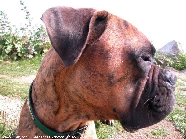 Photo de Boxer