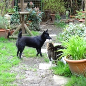 Photo de Schipperke