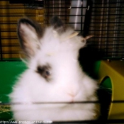 Photo de Lapin