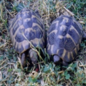 Photo de Tortue