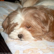 Photo de Lhassa apso