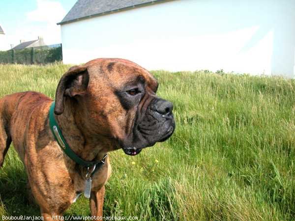 Photo de Boxer