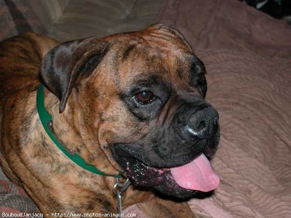 Photo de Boxer