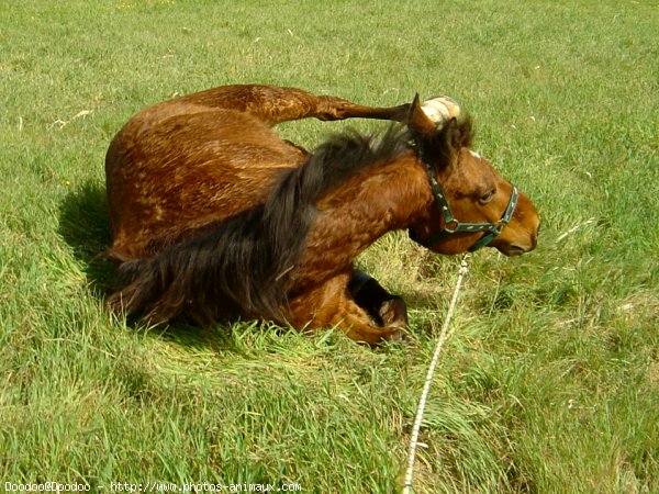 Photo de Trotteur franais