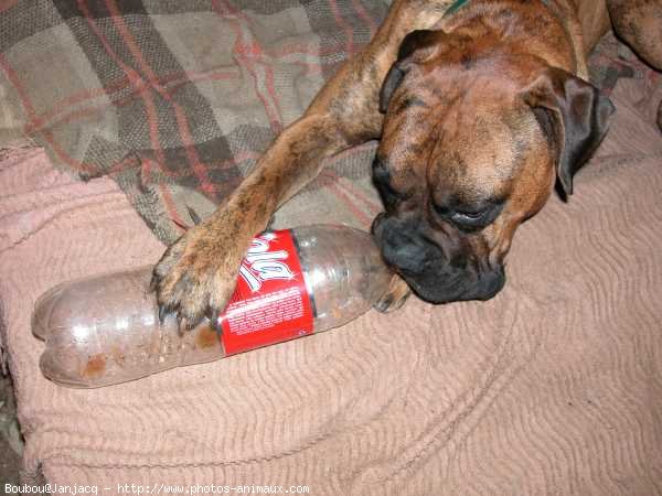 Photo de Boxer