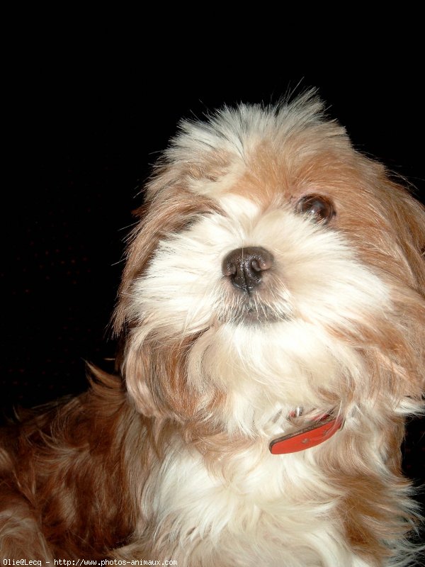 Photo de Lhassa apso