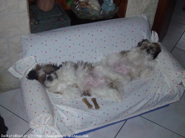 Photo de Shih tzu