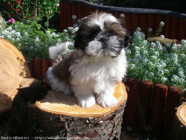 Photo de Shih tzu