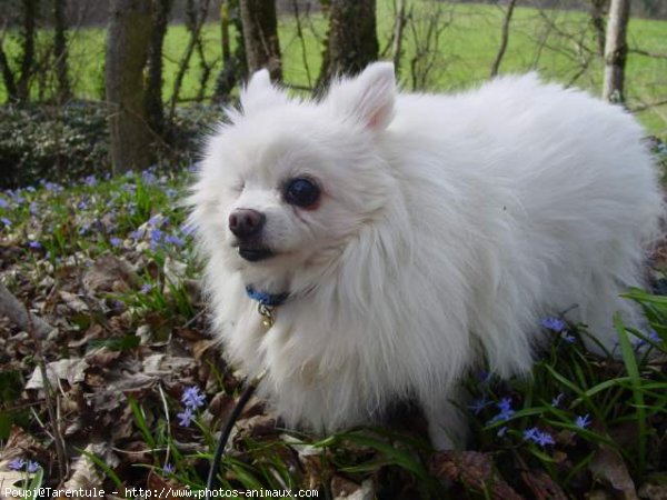 Photo de Spitz moyen