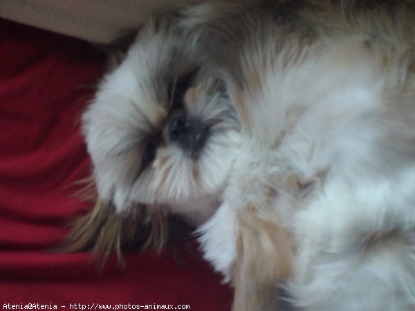 Photo de Shih tzu