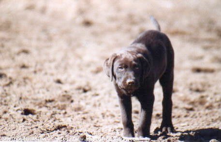 Photo de Labrador retriever