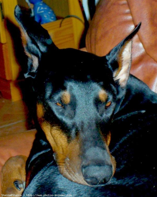 Photo de Dobermann