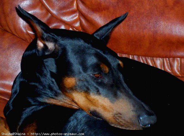 Photo de Dobermann