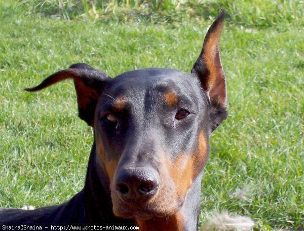 Photo de Dobermann