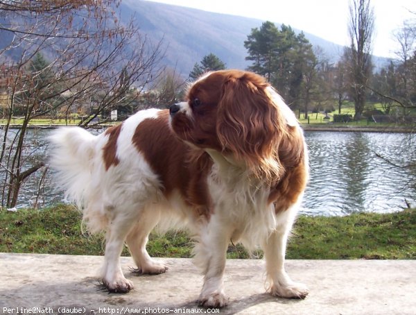 Photo de Cavalier king charles spaniel