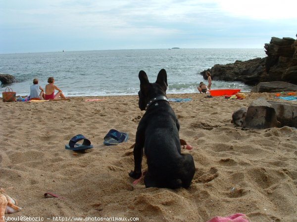 Photo de Bouledogue franais