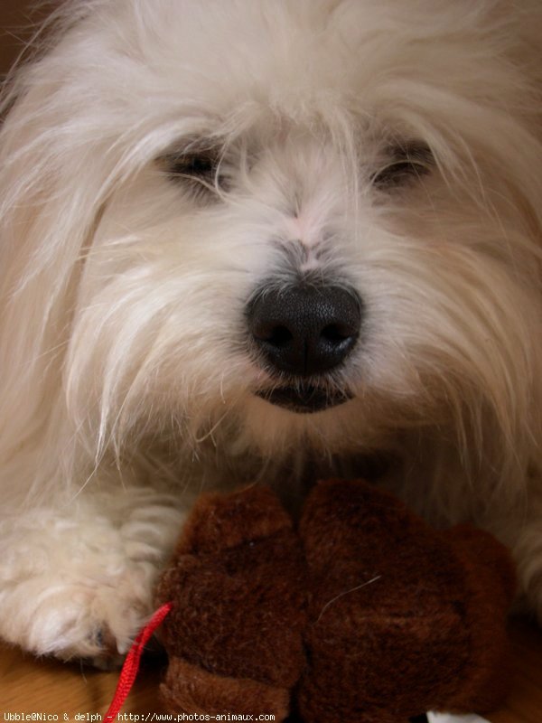 Photo de Coton de tulear