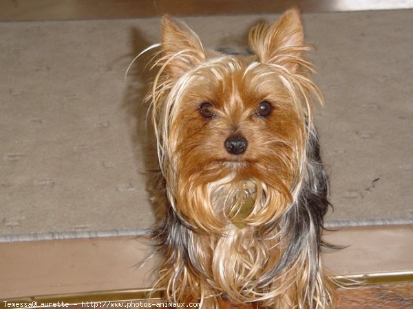 Photo de Yorkshire terrier