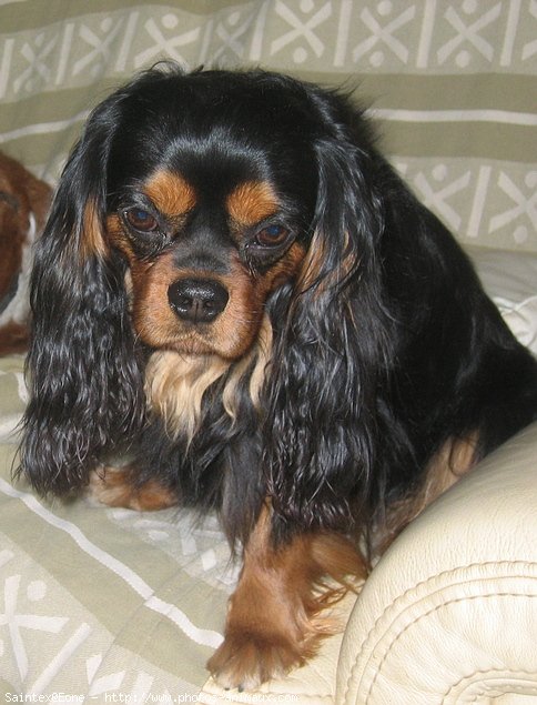 Photo de Cavalier king charles spaniel