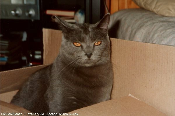 Photo de Chartreux