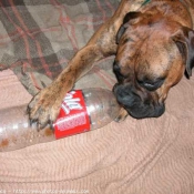 Photo de Boxer