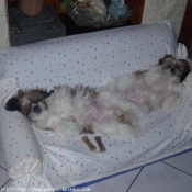 Photo de Shih tzu