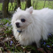 Photo de Spitz moyen