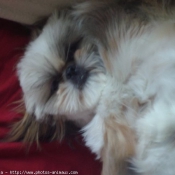 Photo de Shih tzu