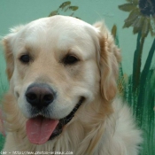 Photo de Golden retriever